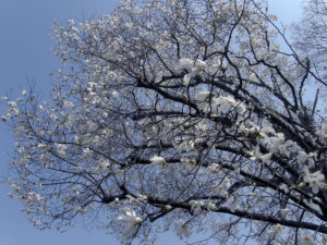 滝乃川学園のこぶしの木