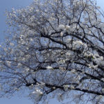 滝乃川学園のこぶしの木